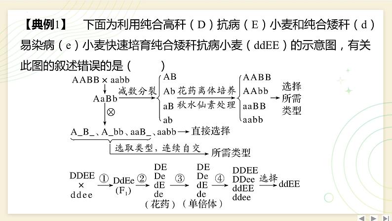 2025届高三一轮复习生物：拓展性微专题（六）　生物育种的原理和方法课件第4页