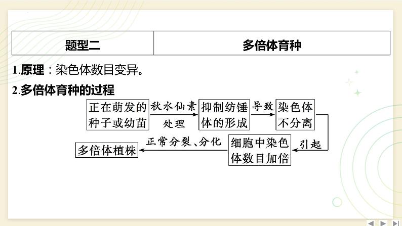 2025届高三一轮复习生物：拓展性微专题（六）　生物育种的原理和方法课件第8页