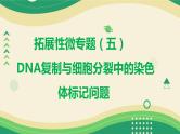 2025届高三一轮复习生物：拓展性微专题（五）　DNA复制与细胞分裂中的染色体标记问题课件