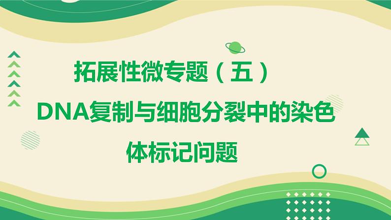 2025届高三一轮复习生物：拓展性微专题（五）　DNA复制与细胞分裂中的染色体标记问题课件01