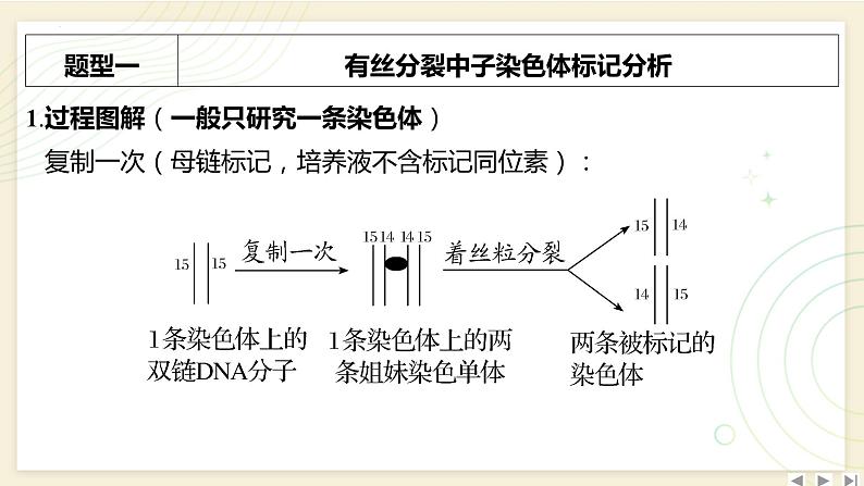 2025届高三一轮复习生物：拓展性微专题（五）　DNA复制与细胞分裂中的染色体标记问题课件02