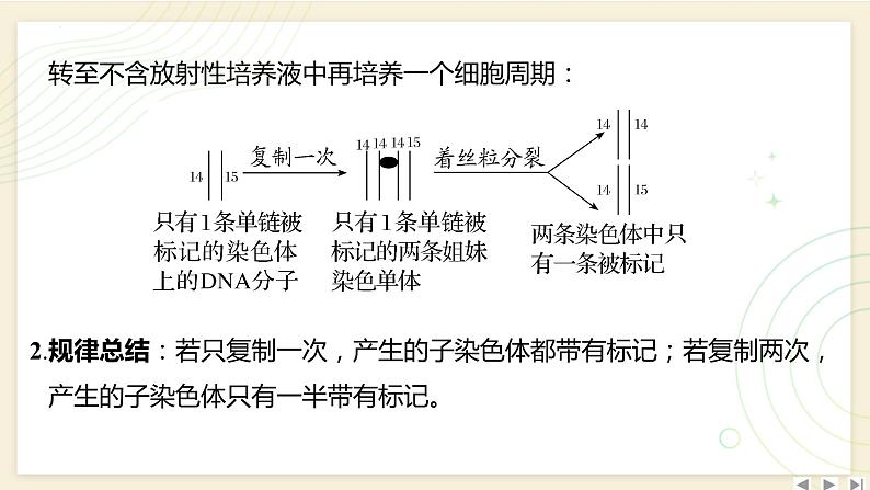 2025届高三一轮复习生物：拓展性微专题（五）　DNA复制与细胞分裂中的染色体标记问题课件03