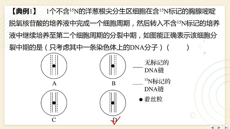 2025届高三一轮复习生物：拓展性微专题（五）　DNA复制与细胞分裂中的染色体标记问题课件04