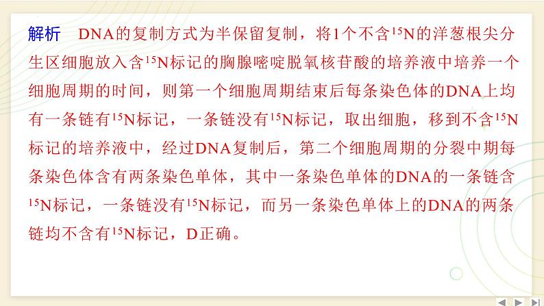 2025届高三一轮复习生物：拓展性微专题（五）　DNA复制与细胞分裂中的染色体标记问题课件05