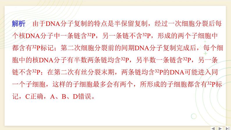 2025届高三一轮复习生物：拓展性微专题（五）　DNA复制与细胞分裂中的染色体标记问题课件07