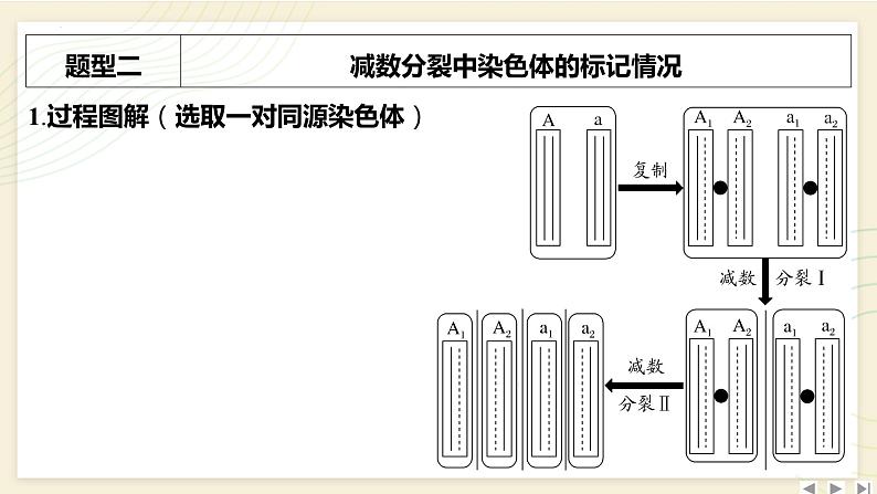 2025届高三一轮复习生物：拓展性微专题（五）　DNA复制与细胞分裂中的染色体标记问题课件08