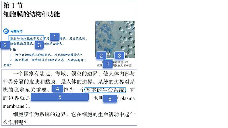 2025届高三一轮复习生物：课本图片遮盖重点巩固基础-细胞的基本结构课件03