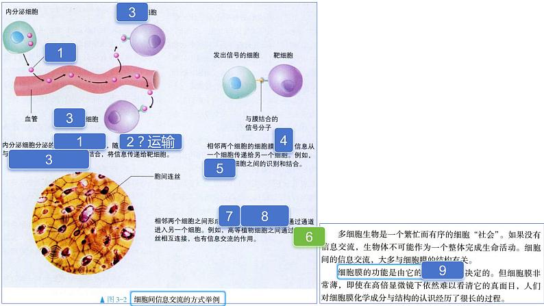 2025届高三一轮复习生物：课本图片遮盖重点巩固基础-细胞的基本结构课件05