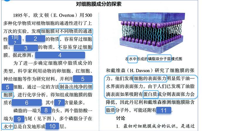 2025届高三一轮复习生物：课本图片遮盖重点巩固基础-细胞的基本结构课件07