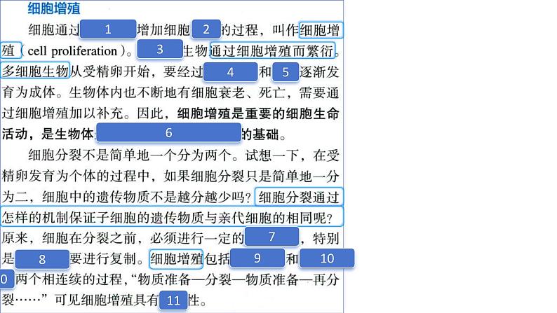 2025届高三一轮复习生物：课本图片遮盖重点巩固基础-有丝分裂课件第4页