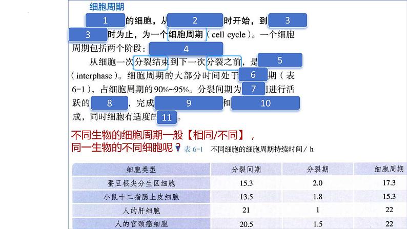 2025届高三一轮复习生物：课本图片遮盖重点巩固基础-有丝分裂课件第5页