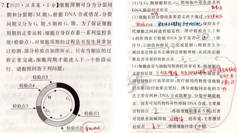 2025届高三一轮复习生物：课本图片遮盖重点巩固基础-有丝分裂课件第6页