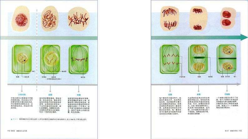 2025届高三一轮复习生物：课本图片遮盖重点巩固基础-有丝分裂课件第8页