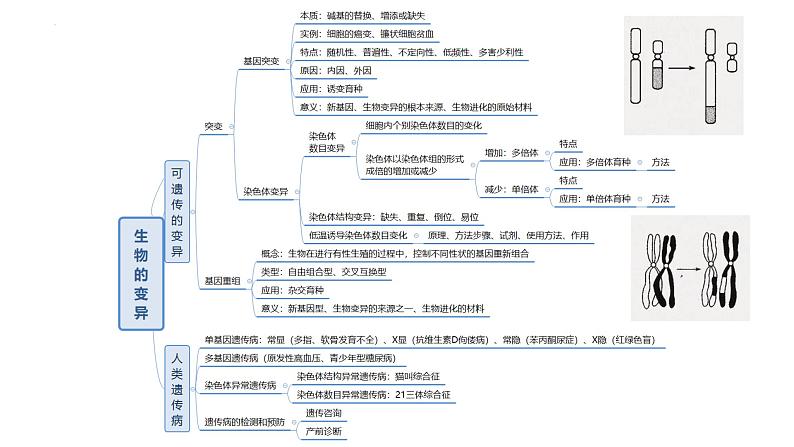 2024届高考生物一轮复习：专题八 变异与进化课件PPT第4页