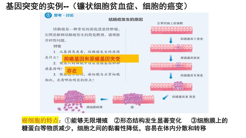 2024届高考生物一轮复习：专题八 变异与进化课件PPT第6页