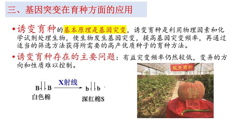 2024届高考生物一轮复习：专题八 变异与进化课件PPT第8页