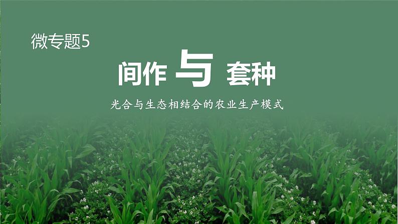 2025届高三生物一轮深度复习：微专题5 间作与套种课件PPT第1页