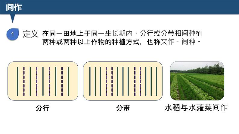 2025届高三生物一轮深度复习：微专题5 间作与套种课件PPT第3页