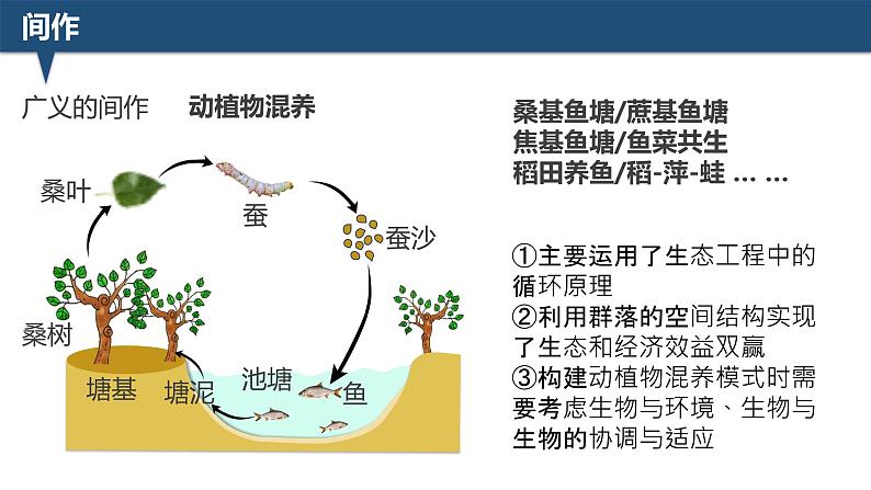 2025届高三生物一轮深度复习：微专题5 间作与套种课件PPT第4页