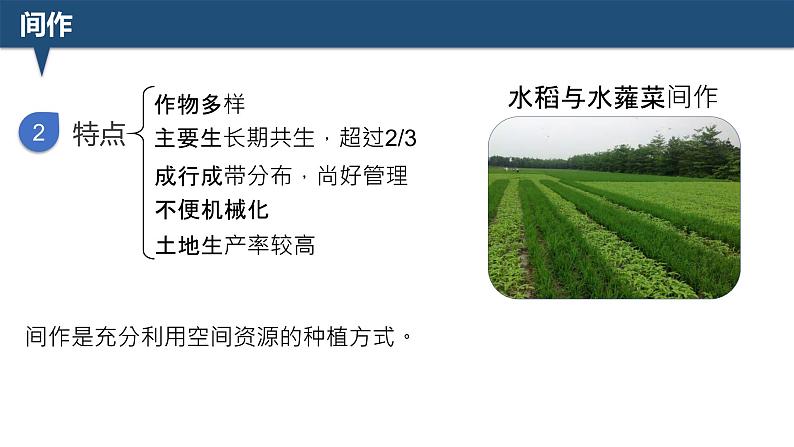 2025届高三生物一轮深度复习：微专题5 间作与套种课件PPT第5页