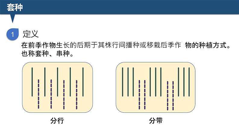 2025届高三生物一轮深度复习：微专题5 间作与套种课件PPT第6页