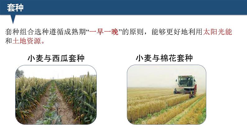 2025届高三生物一轮深度复习：微专题5 间作与套种课件PPT第7页