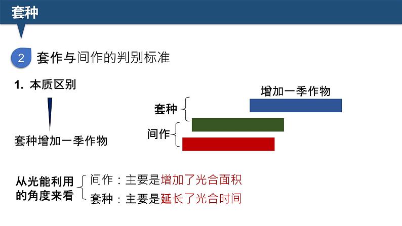 2025届高三生物一轮深度复习：微专题5 间作与套种课件PPT第8页