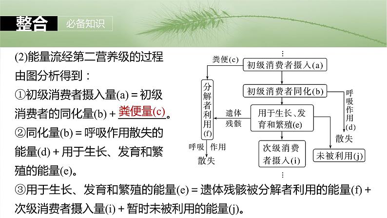 第九单元　第52课时　生态系统的能量流动-2025年高考生物大一轮复习课件07