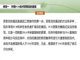 第十单元　专题突破10　综合PCR的基因工程问题-2025年高考生物大一轮复习课件