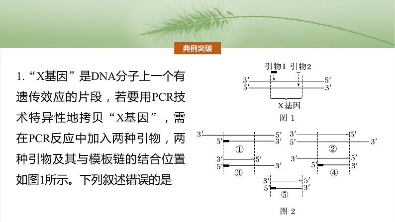 第十单元　专题突破10　综合PCR的基因工程问题-2025年高考生物大一轮复习课件04