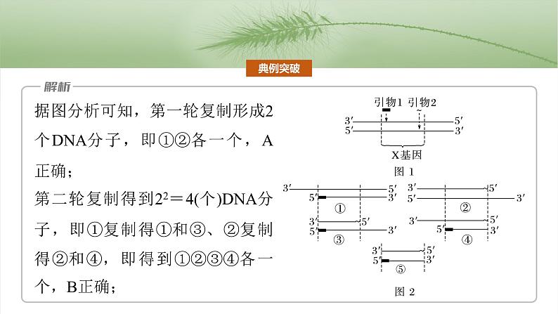 第十单元　专题突破10　综合PCR的基因工程问题-2025年高考生物大一轮复习课件06