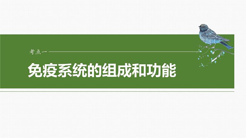 第八单元　第42课时　免疫系统的组成、功能及特异性免疫-2025年高考生物大一轮复习课件04