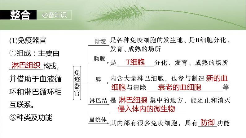 第八单元　第42课时　免疫系统的组成、功能及特异性免疫-2025年高考生物大一轮复习课件06