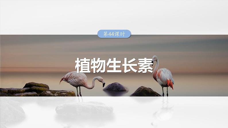 第八单元　第44课时　植物生长素-2025年高考生物大一轮复习课件01