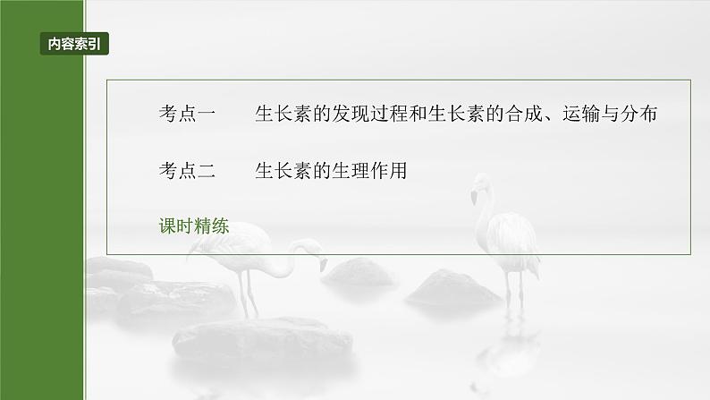 第八单元　第44课时　植物生长素-2025年高考生物大一轮复习课件03