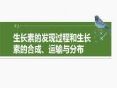 第八单元　第44课时　植物生长素-2025年高考生物大一轮复习课件