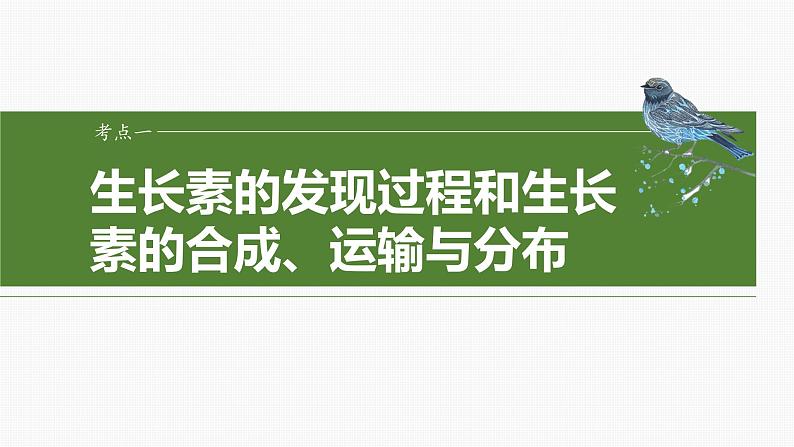 第八单元　第44课时　植物生长素-2025年高考生物大一轮复习课件04