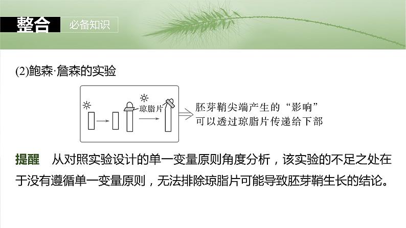 第八单元　第44课时　植物生长素-2025年高考生物大一轮复习课件06