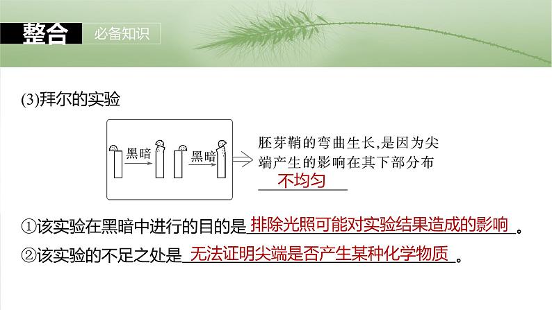 第八单元　第44课时　植物生长素-2025年高考生物大一轮复习课件07