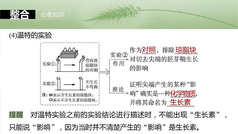 第八单元　第44课时　植物生长素-2025年高考生物大一轮复习课件08