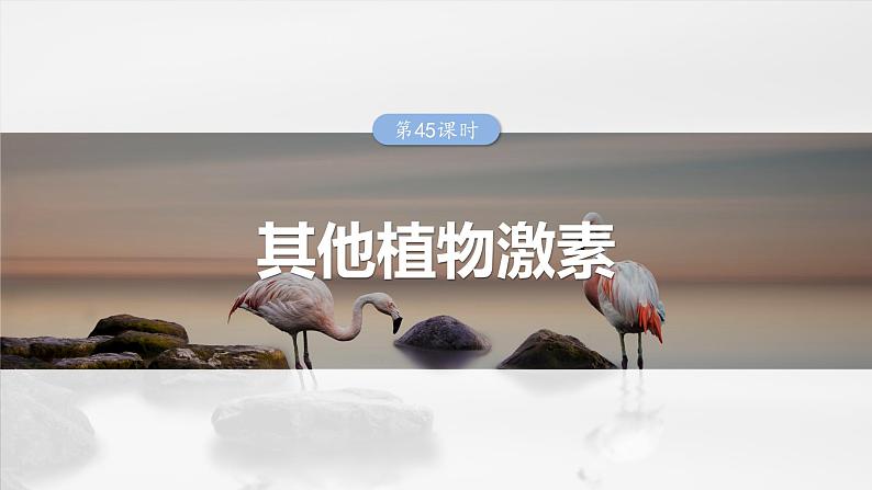 第八单元　第45课时　其他植物激素-2025年高考生物大一轮复习课件01