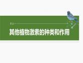 第八单元　第45课时　其他植物激素-2025年高考生物大一轮复习课件