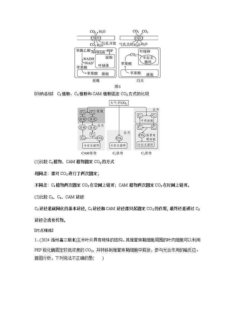 第三单元　专题突破2　不同生物固定二氧化碳的方式比较（学生版）第3页
