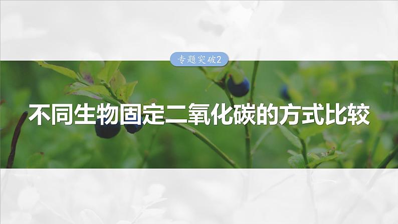 第三单元　专题突破2　不同生物固定二氧化碳的方式比较第1页