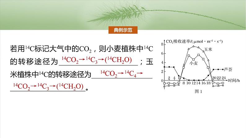 第三单元　专题突破2　不同生物固定二氧化碳的方式比较第6页