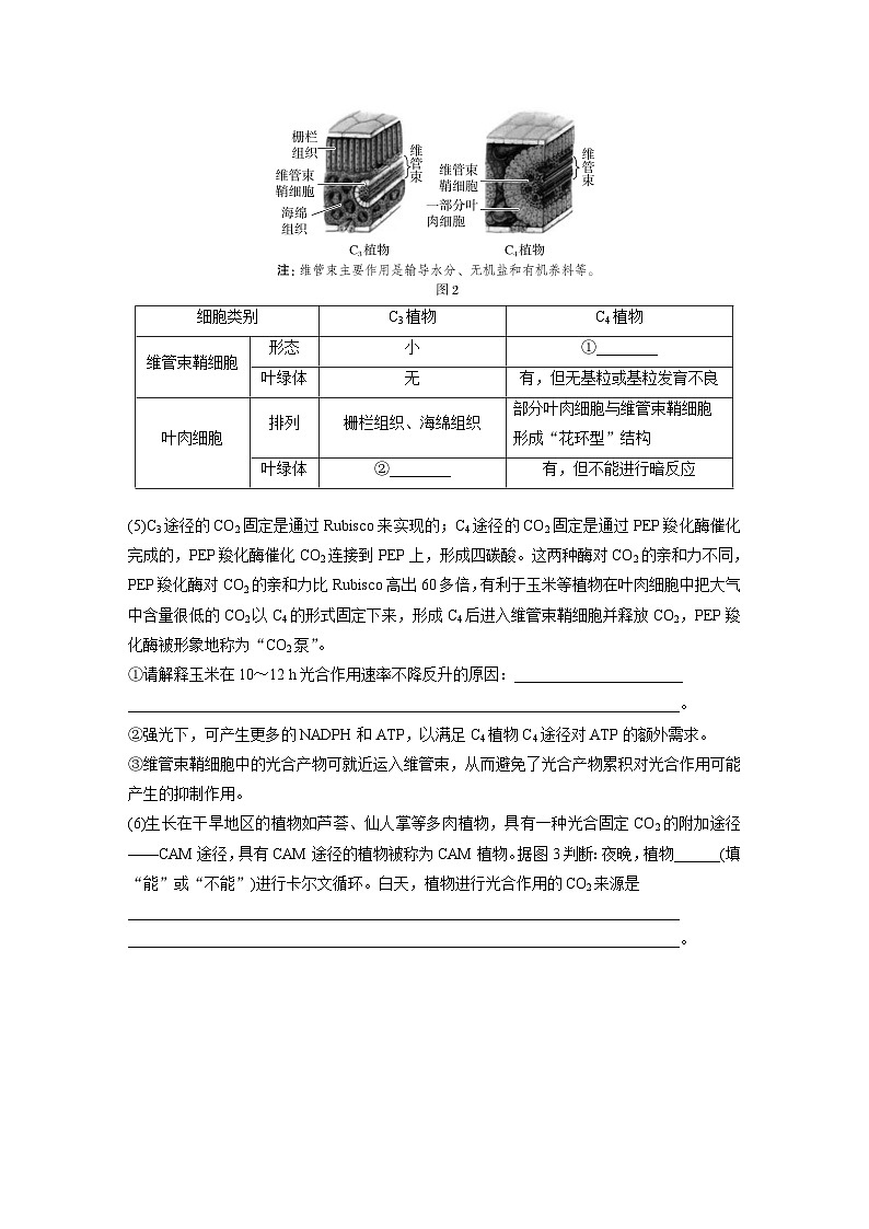 第三单元　专题突破2　不同生物固定二氧化碳的方式比较（教师版）第2页