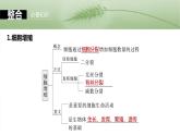 第四单元　第十九课时　细胞的增殖-2025年高考生物大一轮复习课件