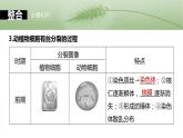 第四单元　第十九课时　细胞的增殖-2025年高考生物大一轮复习课件