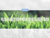 第四单元　第二十课时　有丝分裂过程中相关变化及观察实验-2025年高考生物大一轮复习课件