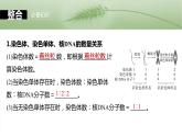 第四单元　第二十课时　有丝分裂过程中相关变化及观察实验-2025年高考生物大一轮复习课件